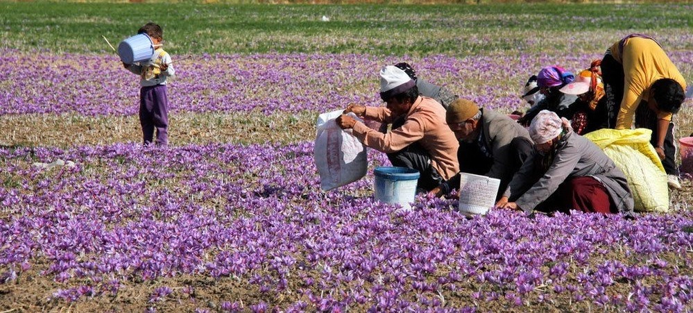 برداشت زعفران افروز زعفران